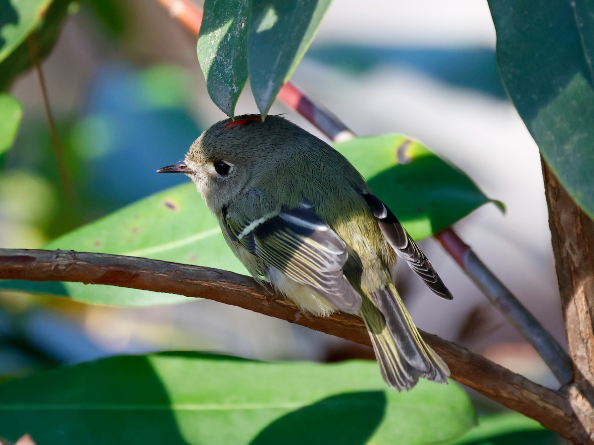 Ruby-crowned Kinglet - ML650764763