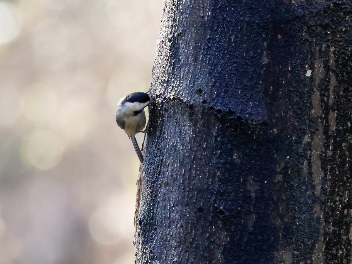 Carolina Chickadee - ML650764773