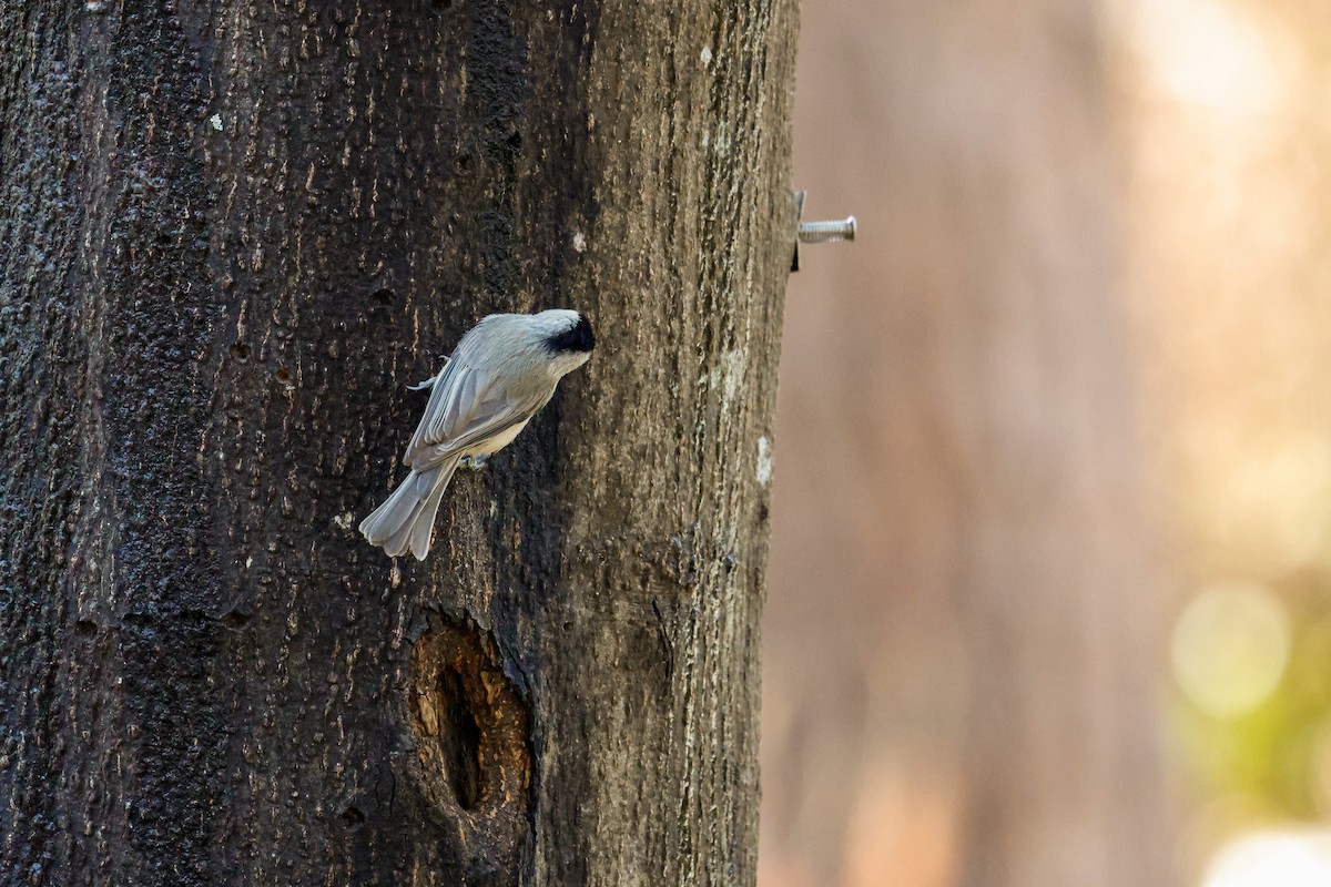 Carolina Chickadee - ML650764774