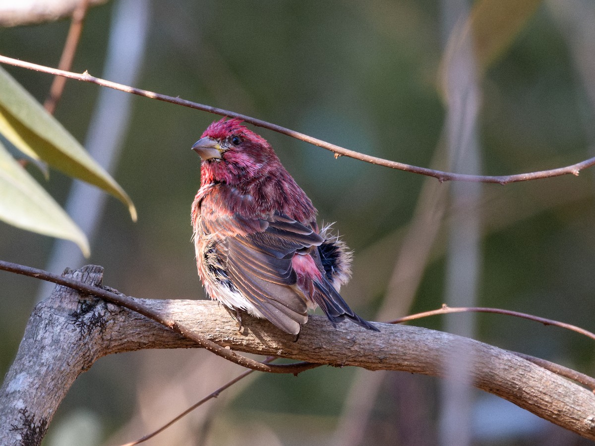 Purple Finch - ML650764783