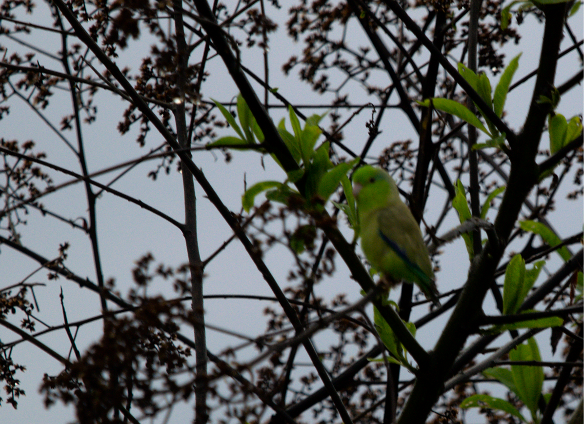 Toui céleste - ML650764810