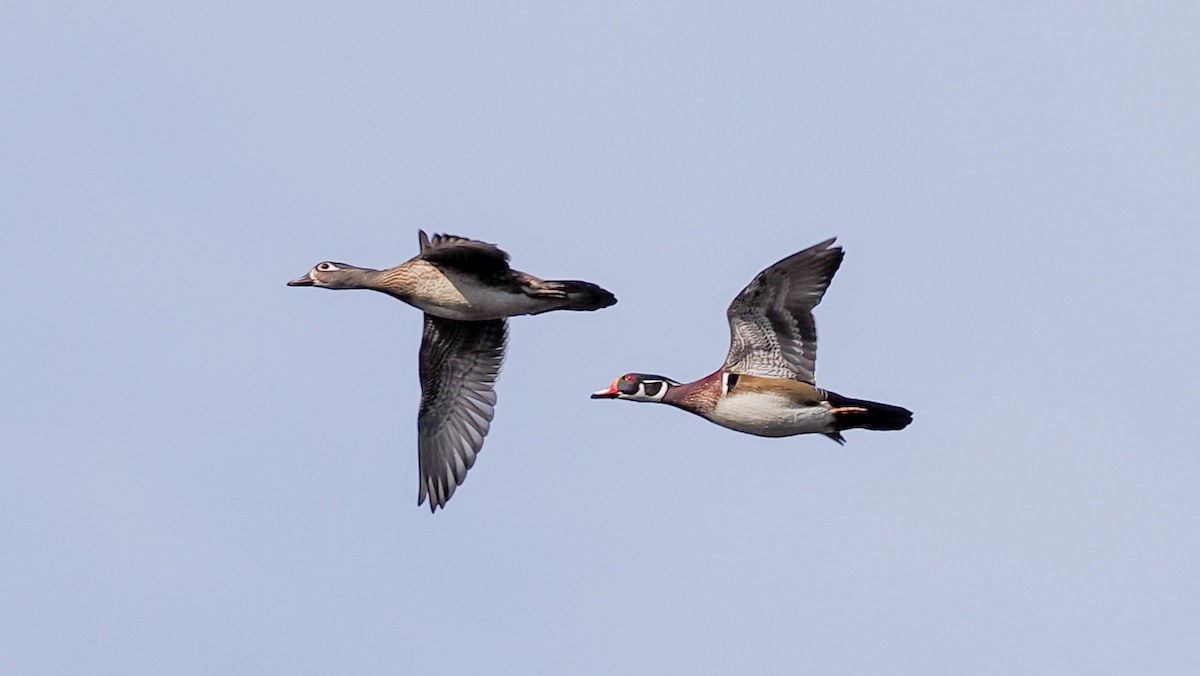 Wood Duck - ML650764946