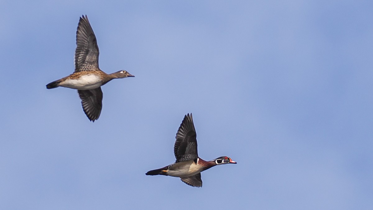 Wood Duck - ML650764947