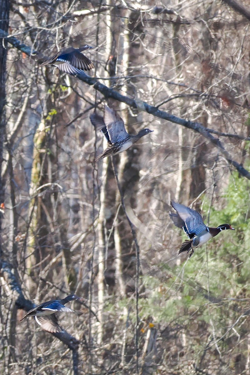 Wood Duck - ML650764948