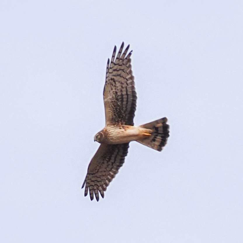 Northern Harrier - ML650764963