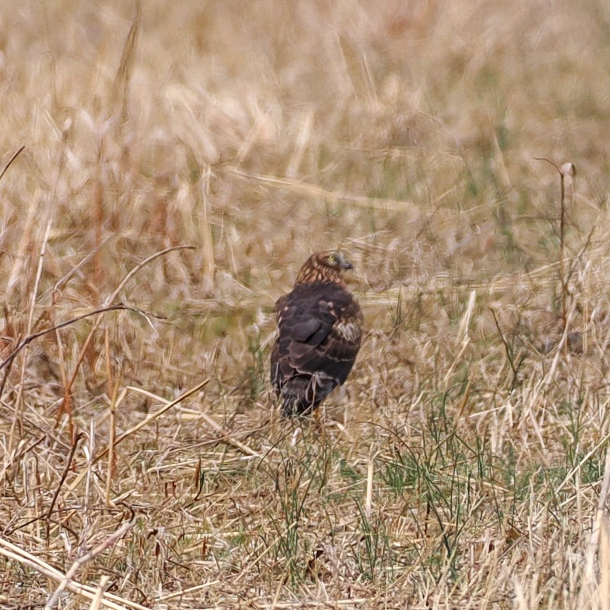 Northern Harrier - ML650764964