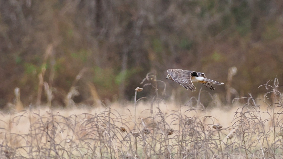 Northern Harrier - ML650764965