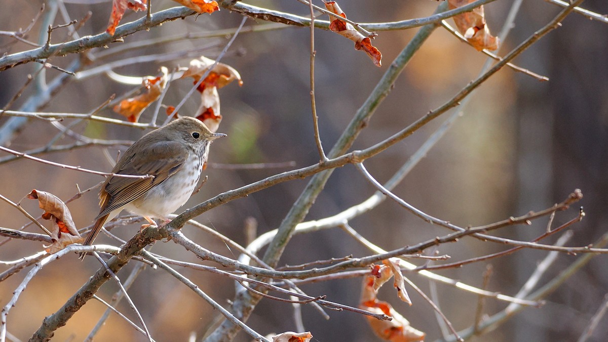 Hermit Thrush - ML650764997