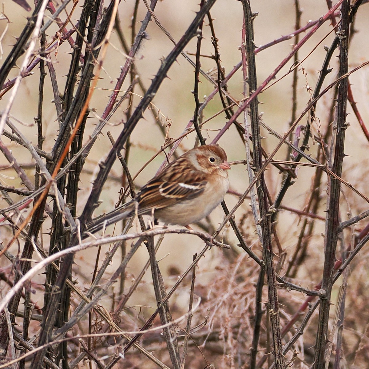 Field Sparrow - ML650765003