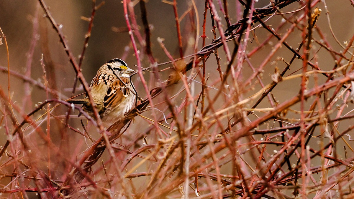 White-throated Sparrow - ML650765035
