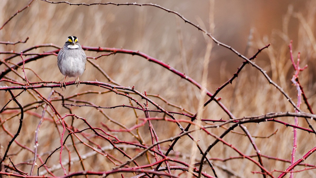White-throated Sparrow - ML650765036