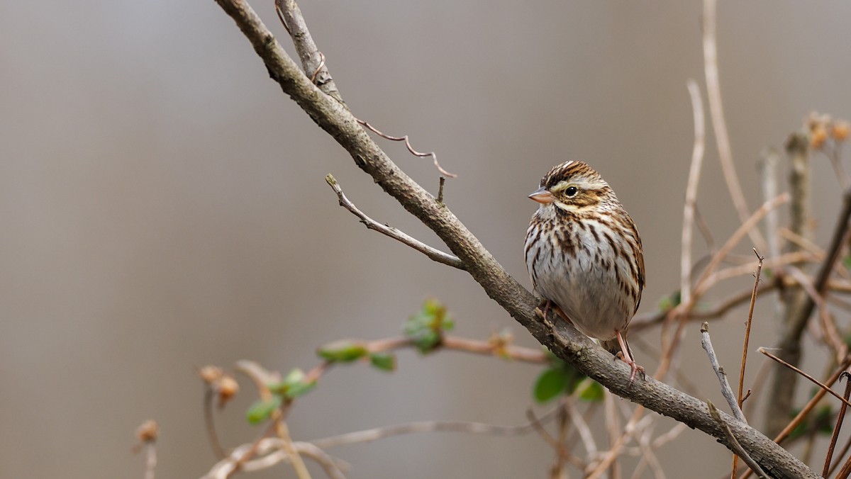 Savannah Sparrow - ML650765057