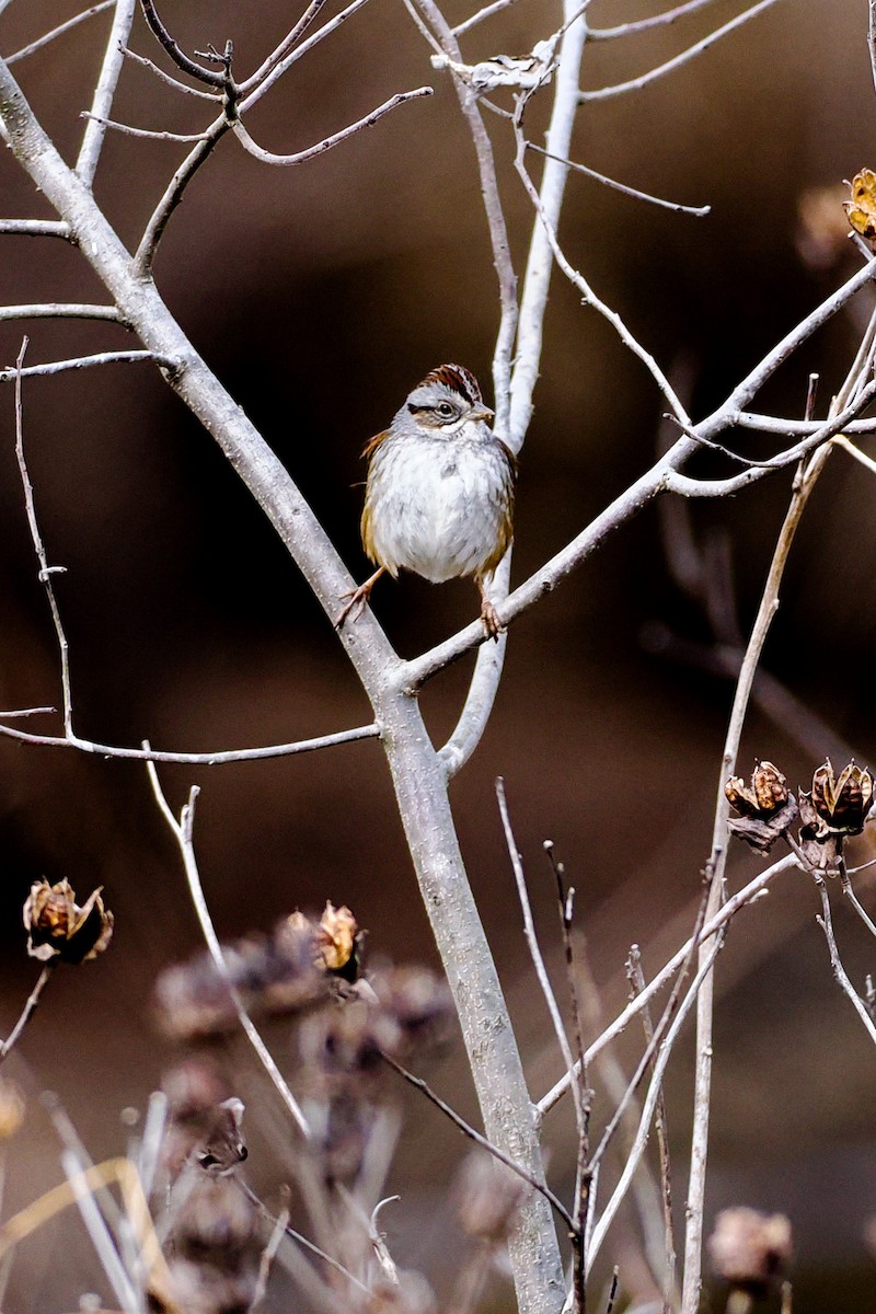 Swamp Sparrow - ML650765068