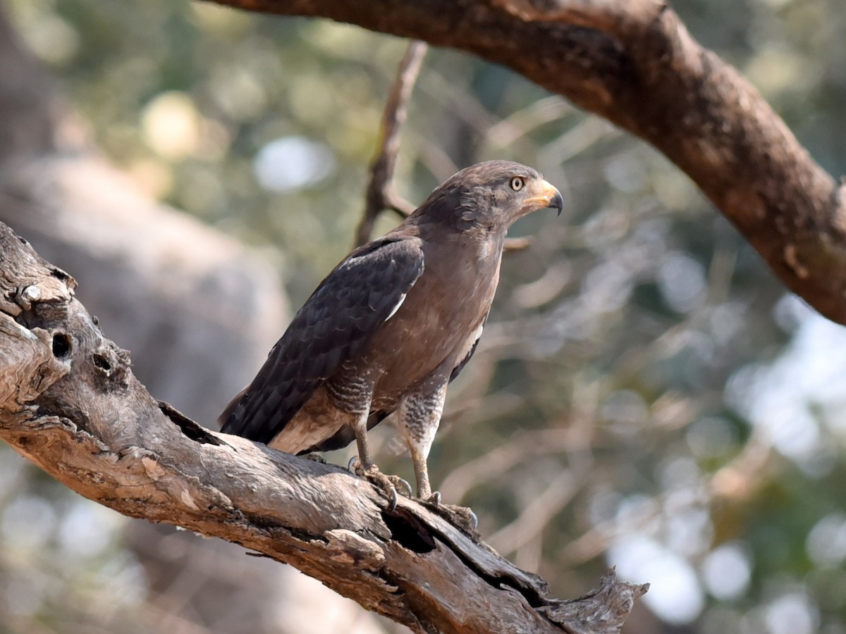 Western Banded Snake-Eagle - ML650765251
