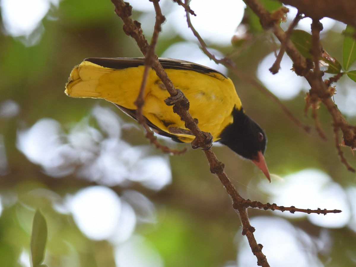 African Black-headed Oriole - ML650765267