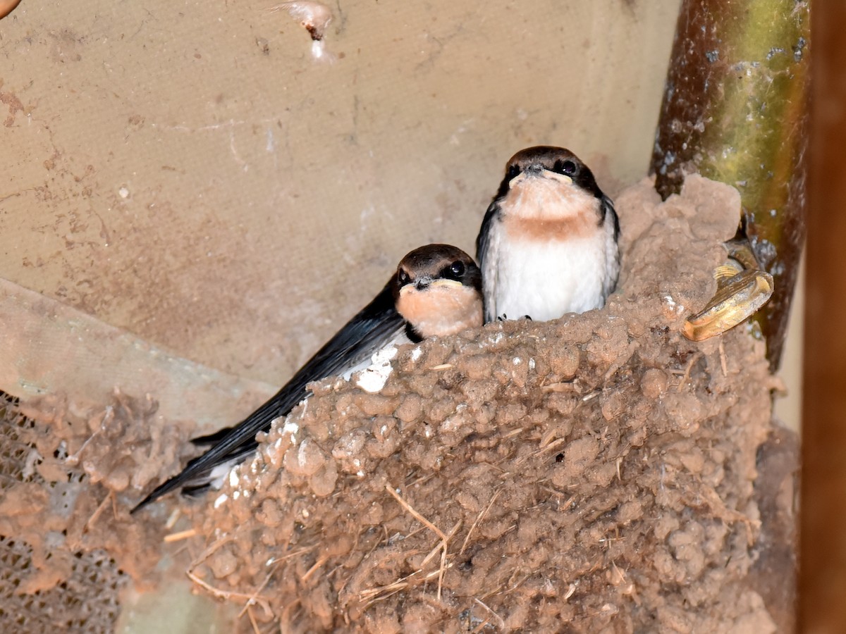 Wire-tailed Swallow - ML650765282