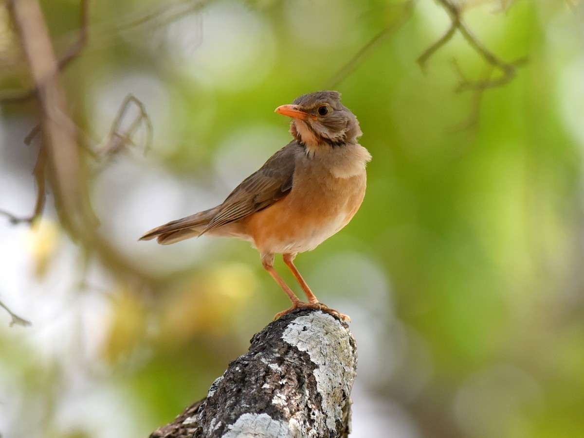 Kurrichane Thrush - ML650765302