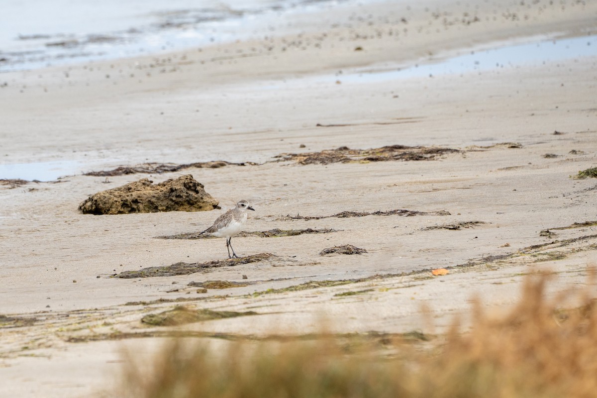 Black-bellied Plover - ML650765308