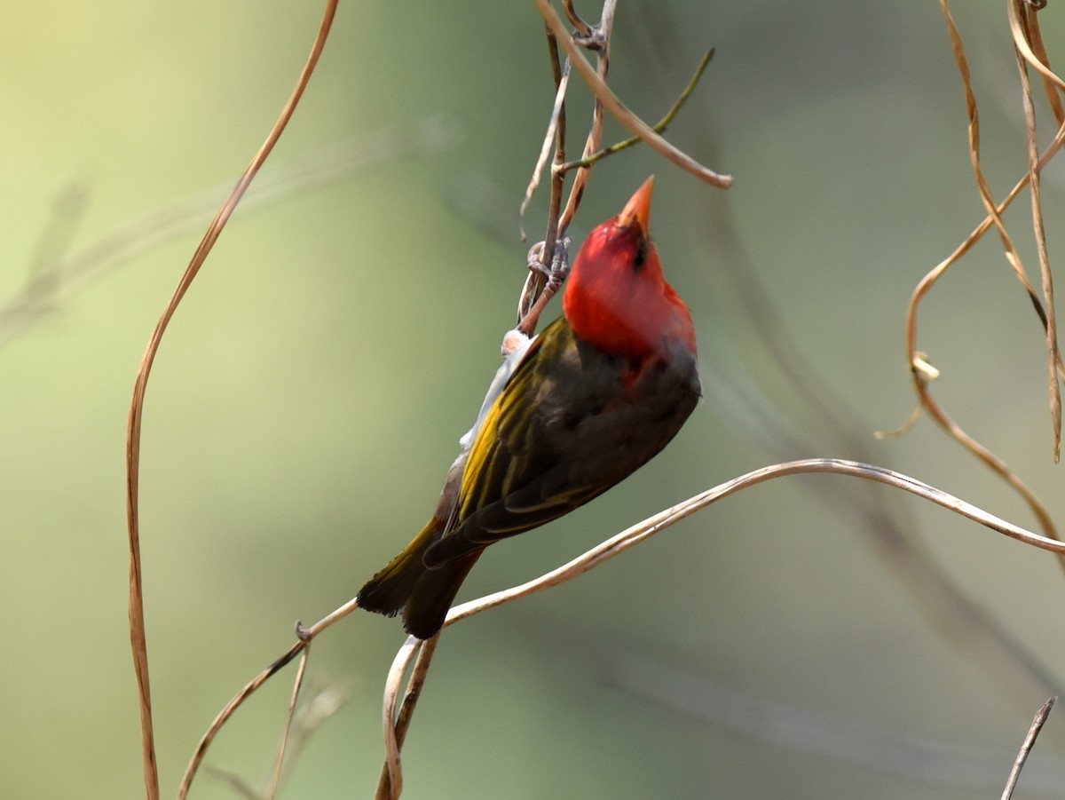 Red-headed Weaver - ML650765314