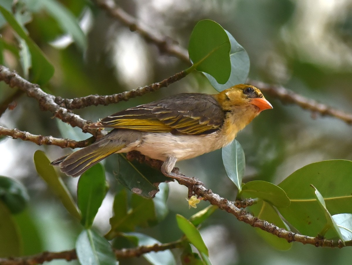 Red-headed Weaver - ML650765328