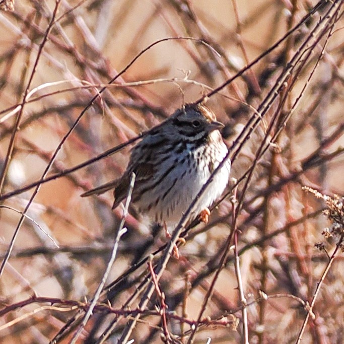 Song Sparrow - ML650765339