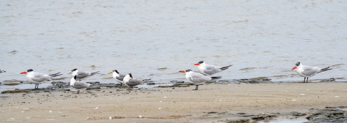 Caspian Tern - ML650765569