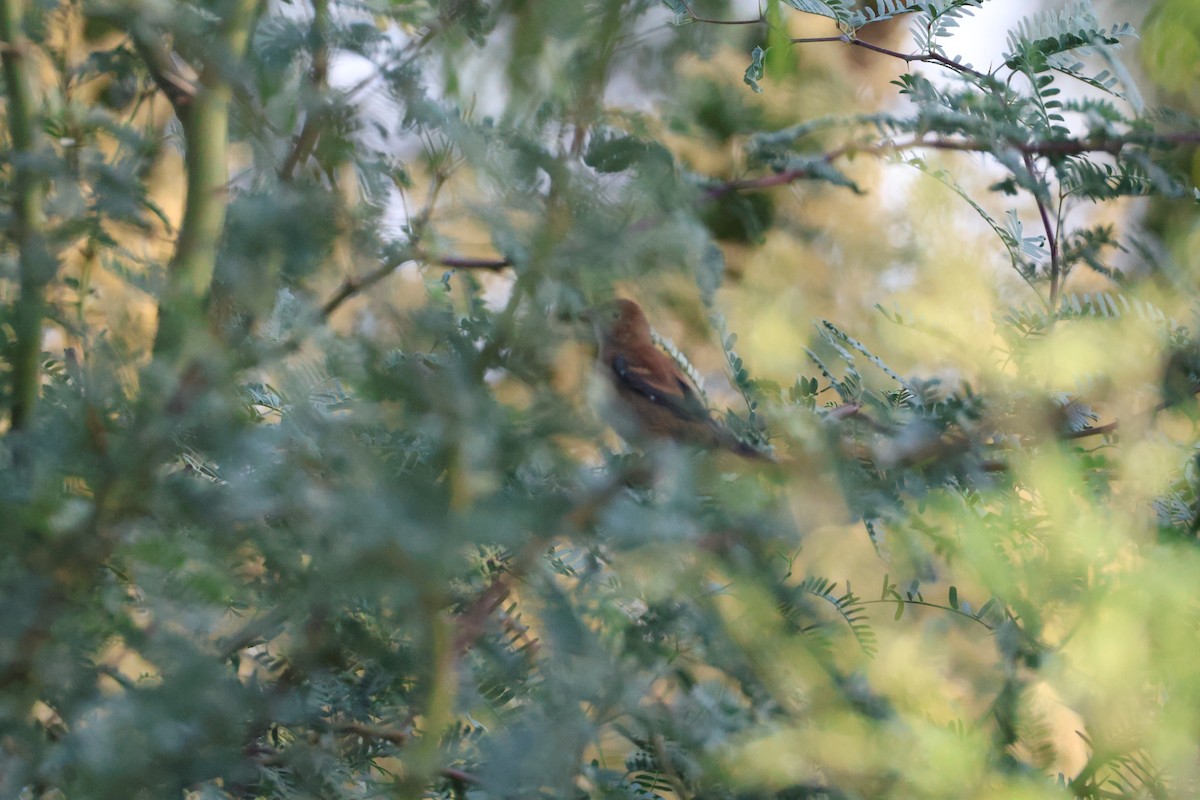 Blue Grosbeak - ML650765716