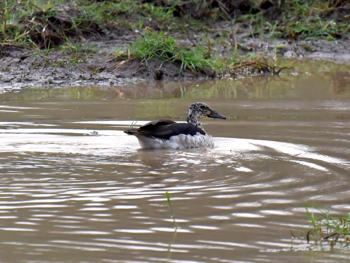 Knob-billed Duck - ML650765732