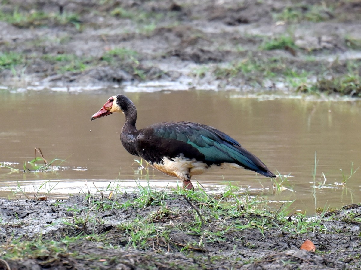 Spur-winged Goose - ML650765751