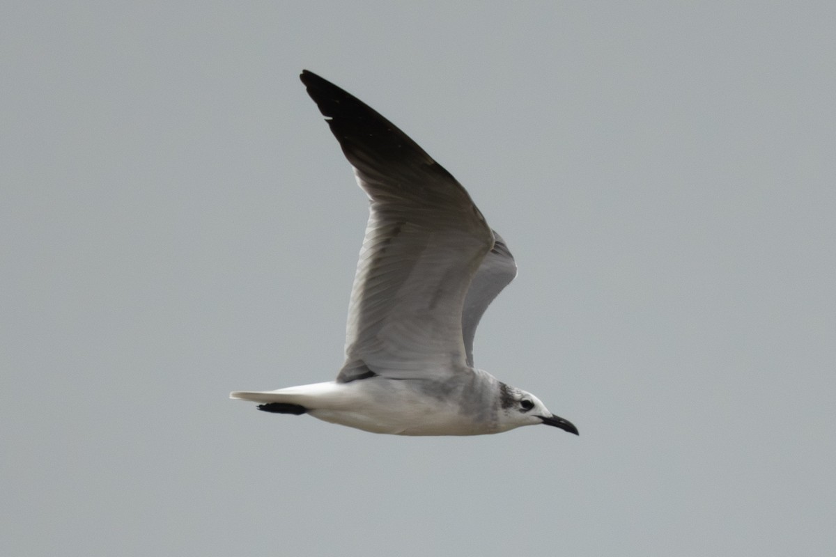 Laughing Gull - ML650765755