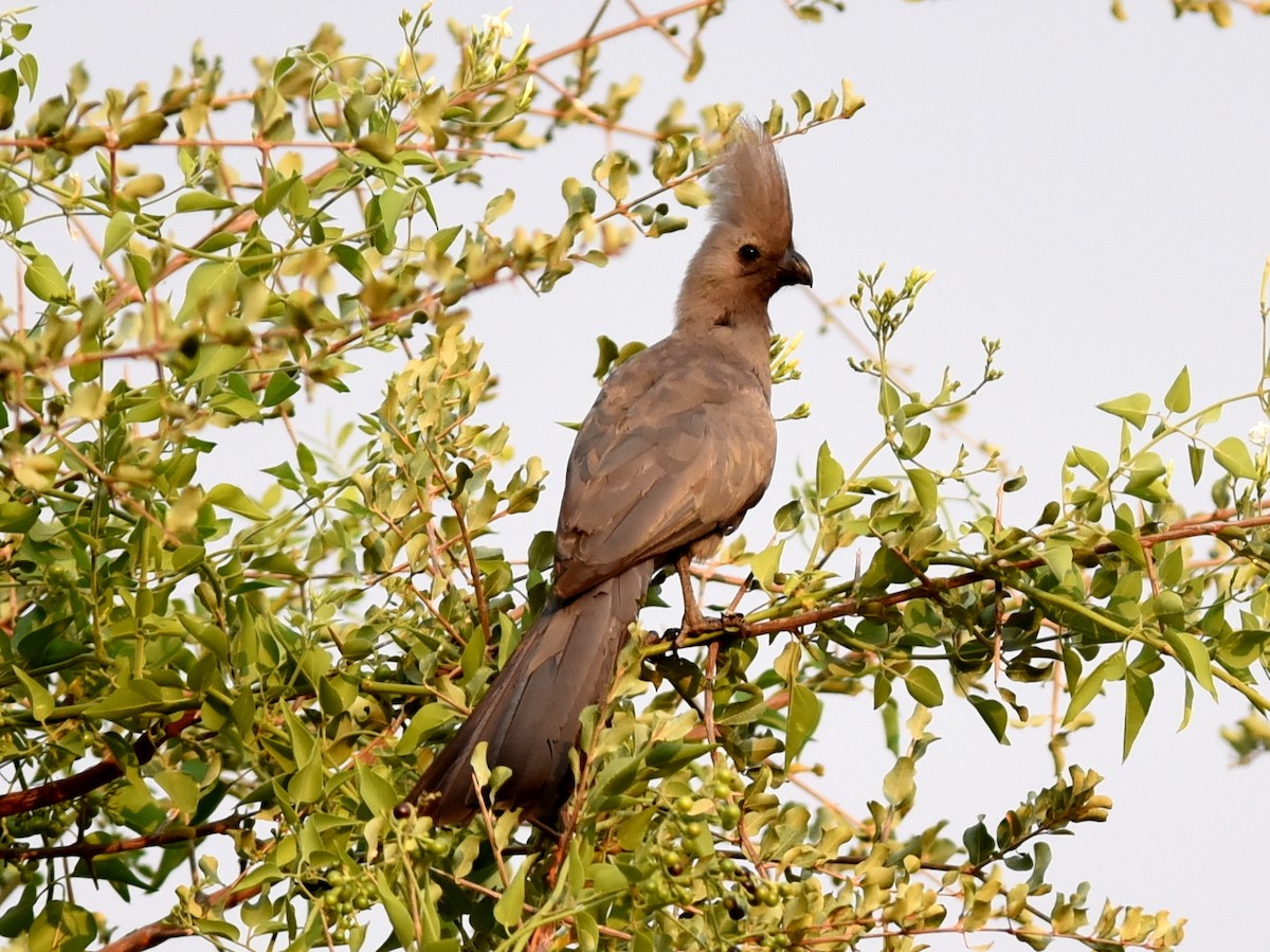 Gray Go-away-bird - ML650765772