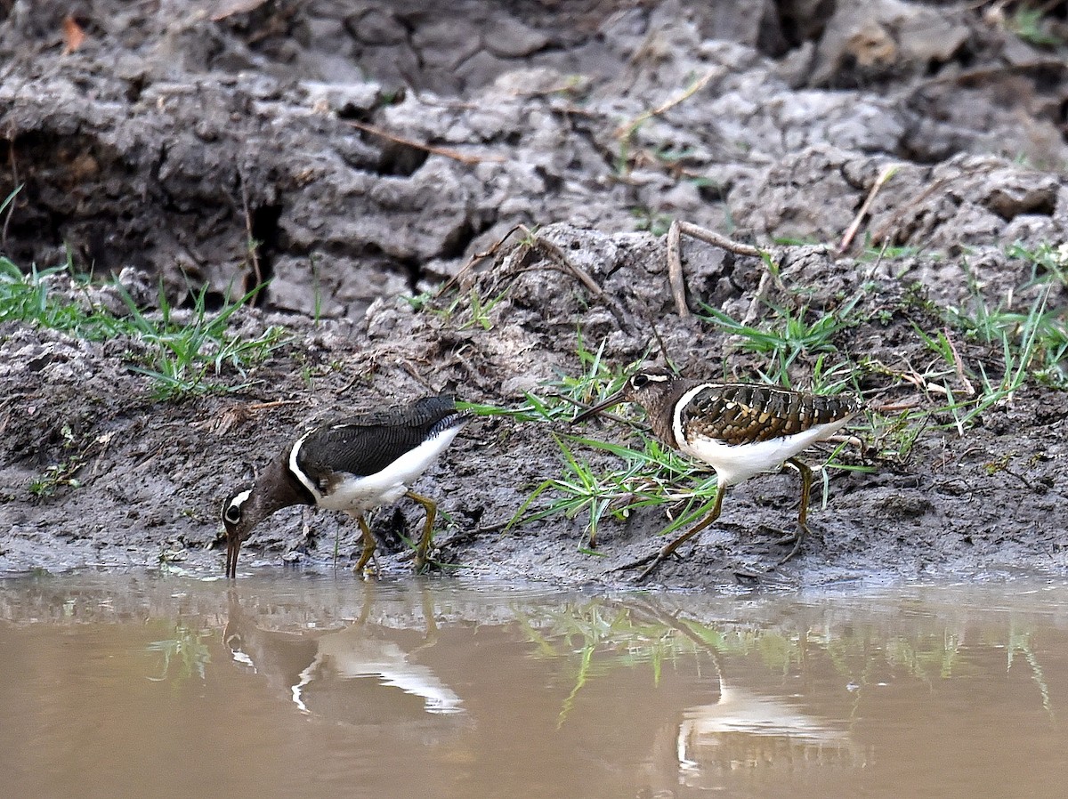 Greater Painted-Snipe - ML650765788