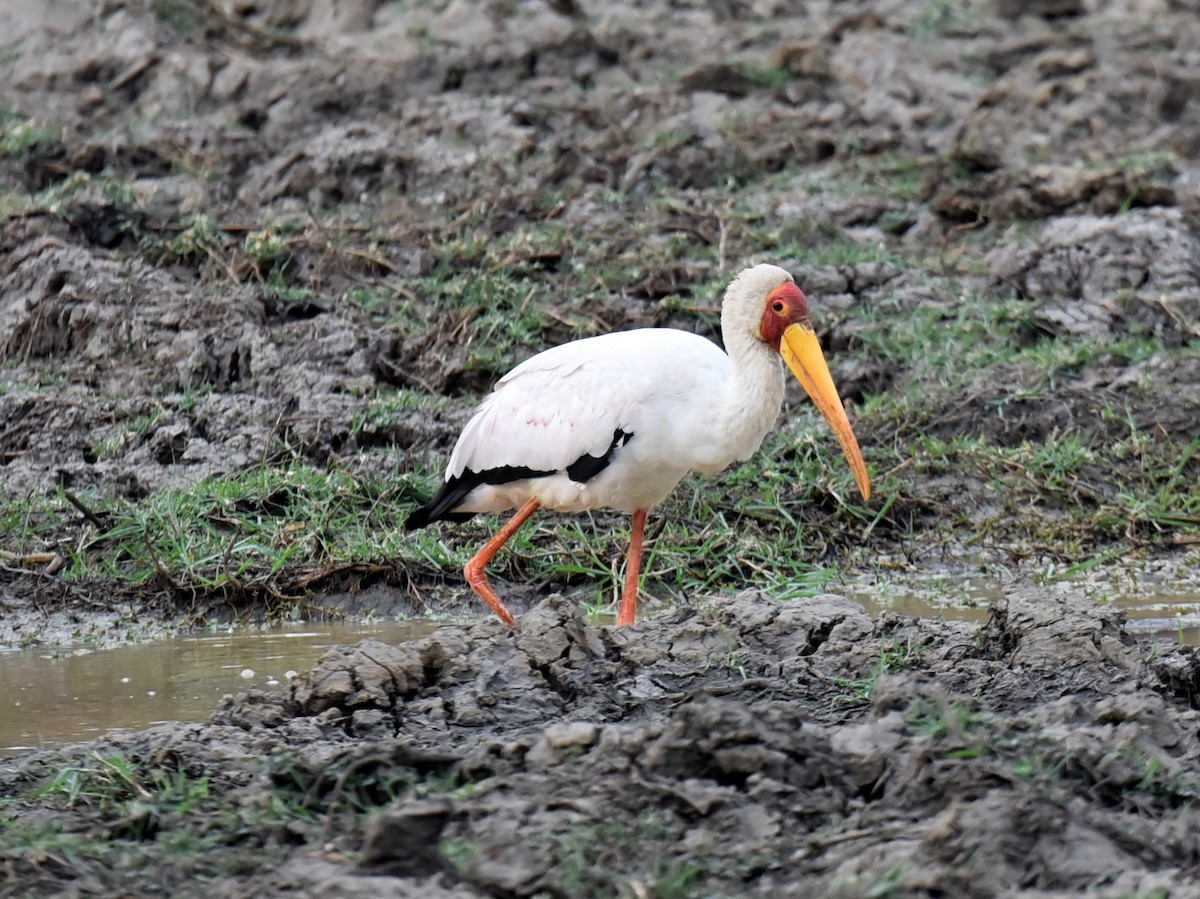 Yellow-billed Stork - ML650765828