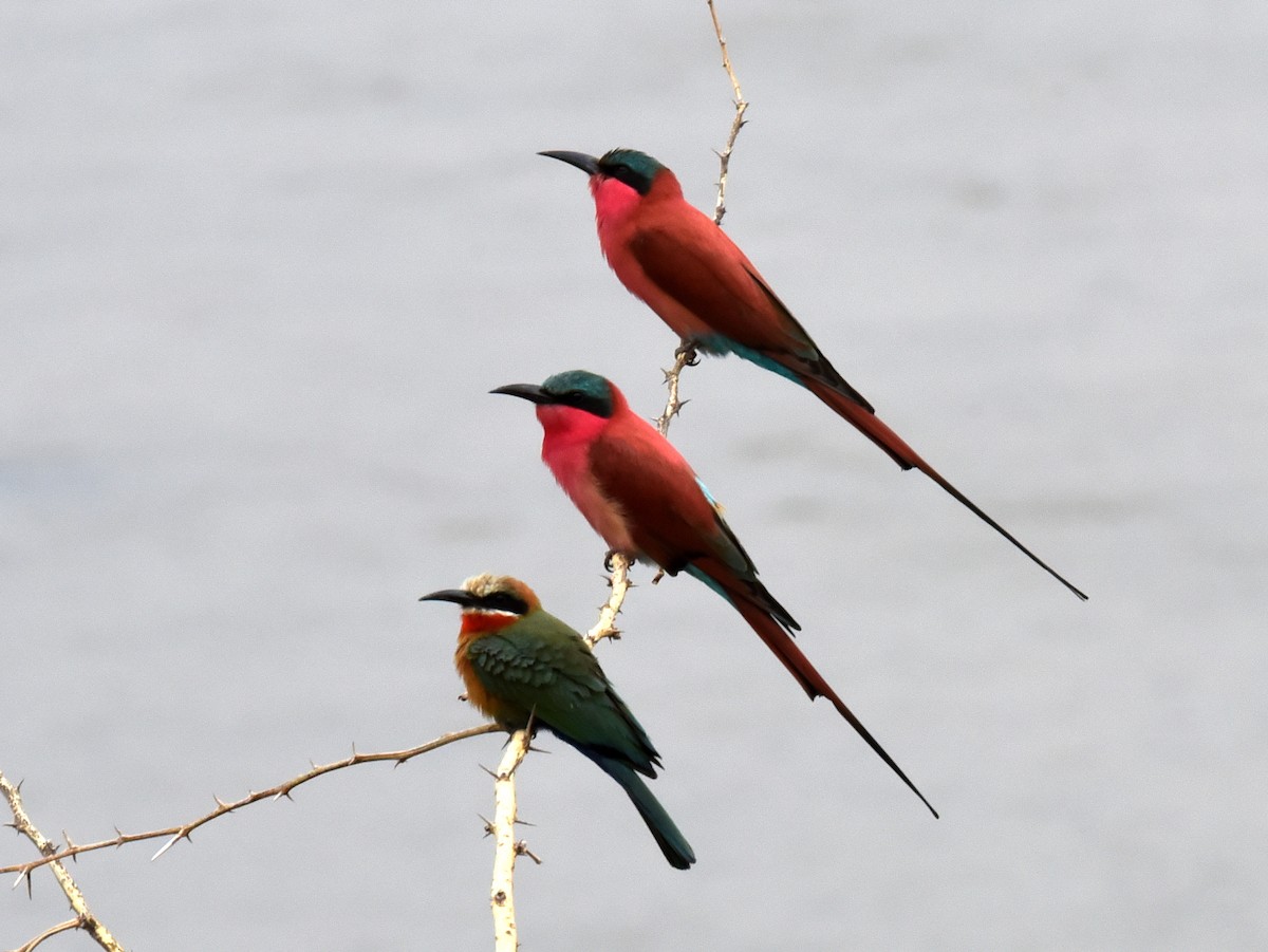 White-fronted Bee-eater - ML650765859