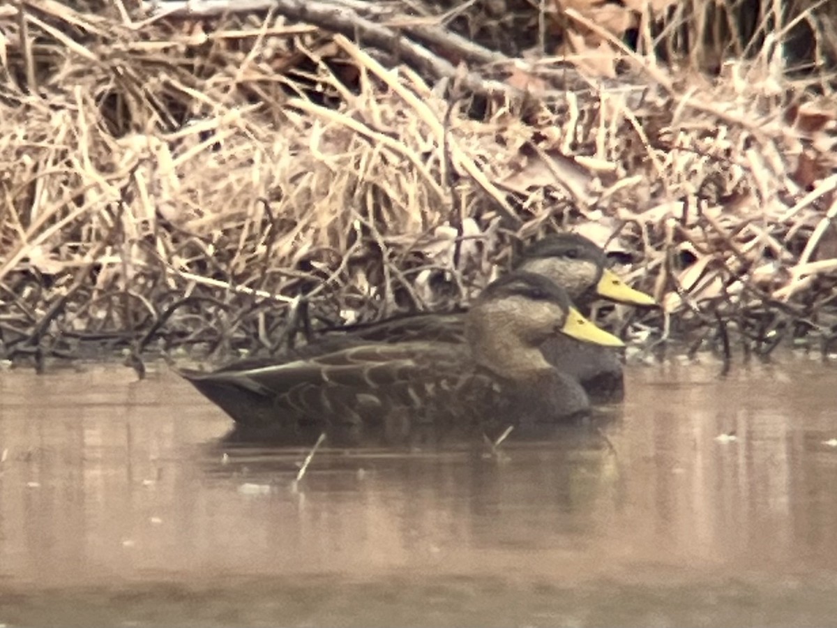 American Black Duck - ML650765890