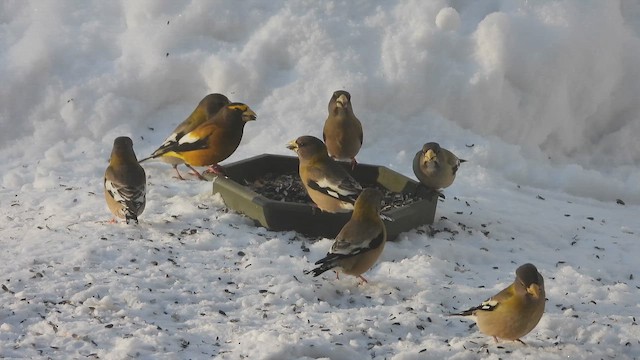 キビタイシメ - ML650766207