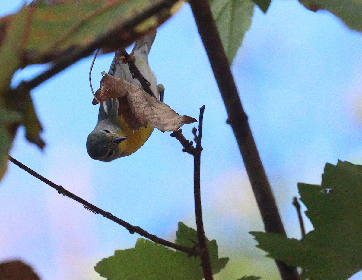 Northern Parula - ML650766267