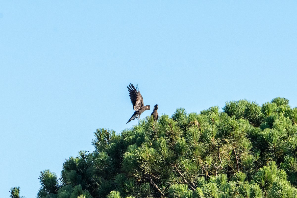 Carnaby's Black-Cockatoo - ML650766396