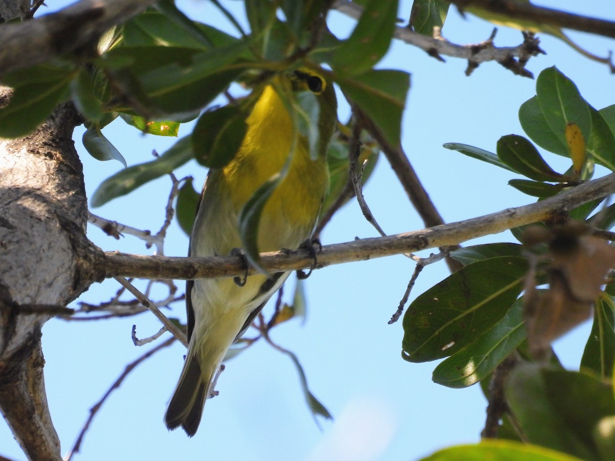 Yellow-throated Vireo - ML650766621
