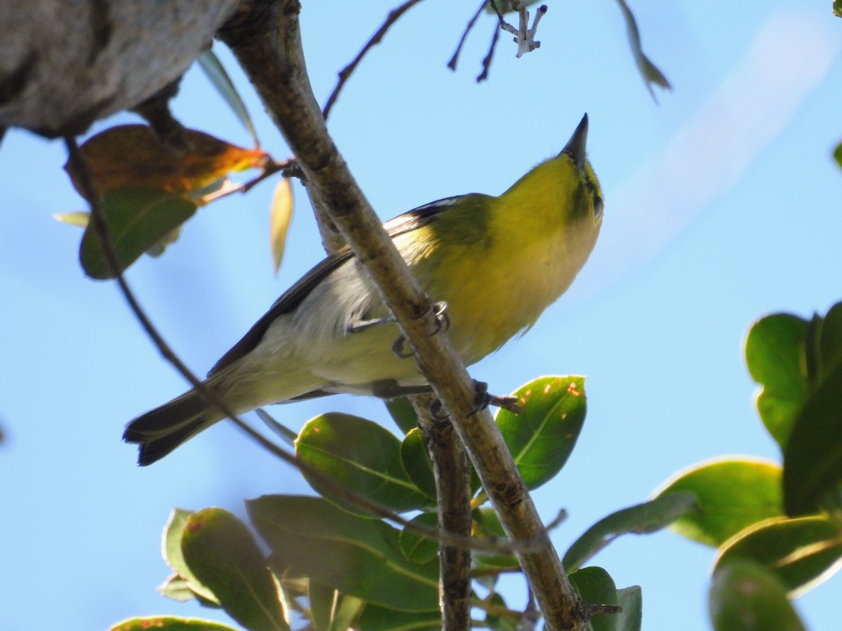 Yellow-throated Vireo - ML650766622