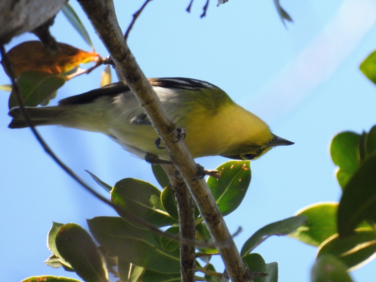 Yellow-throated Vireo - ML650766623