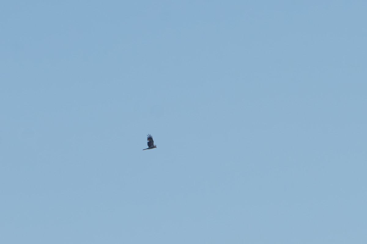 Whistling Kite - ML650766745