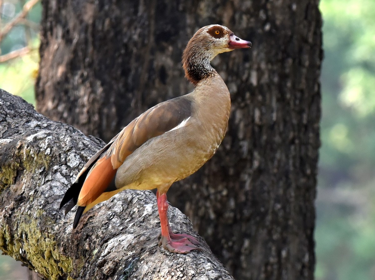 Oca egiziana - ML650767045