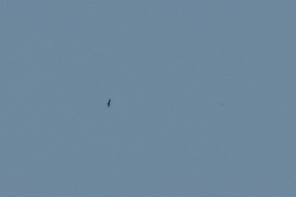 diurnal raptor sp. - ML650767123