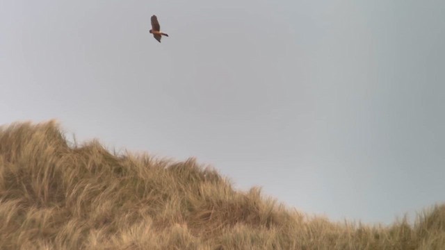 Northern Harrier - ML650767696