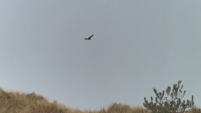 Northern Harrier - ML650767697