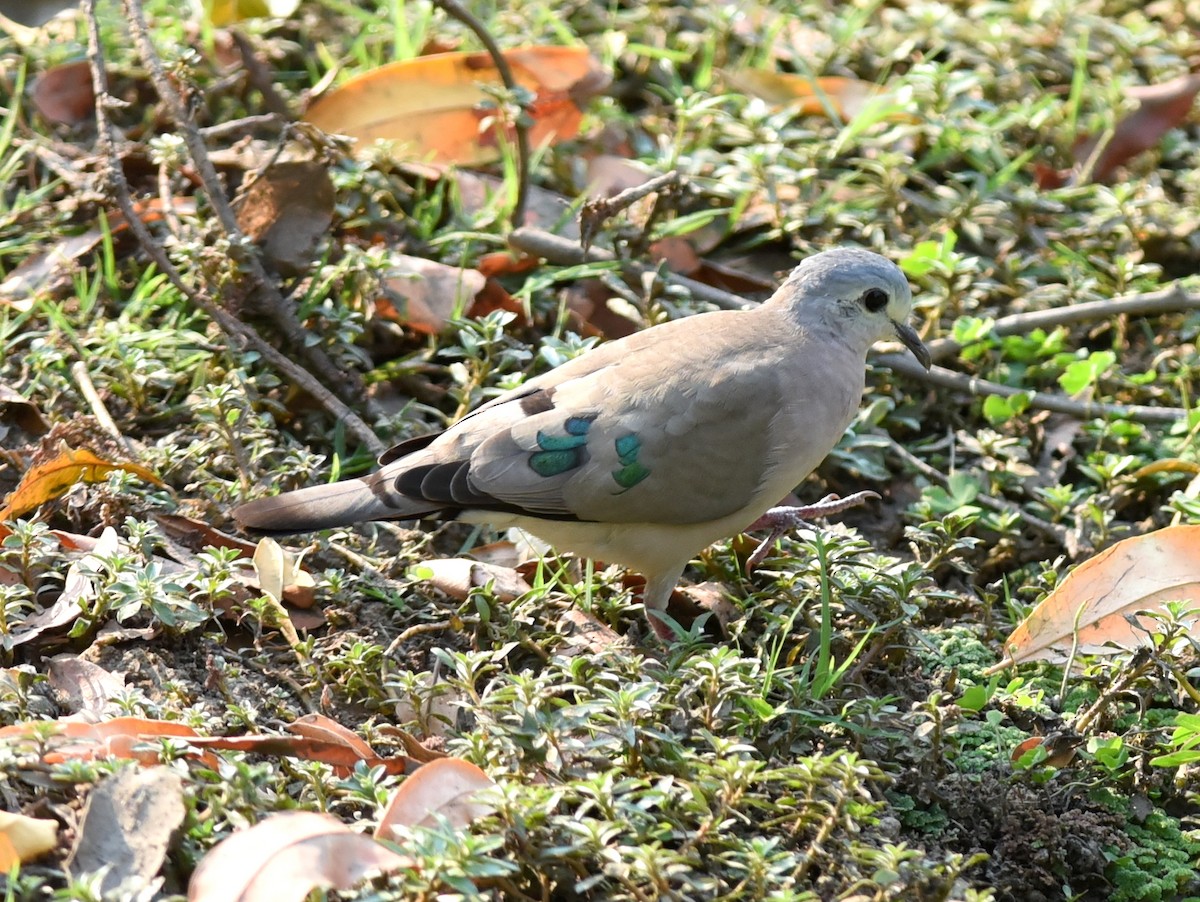 Emerald-spotted Wood-Dove - ML650768126