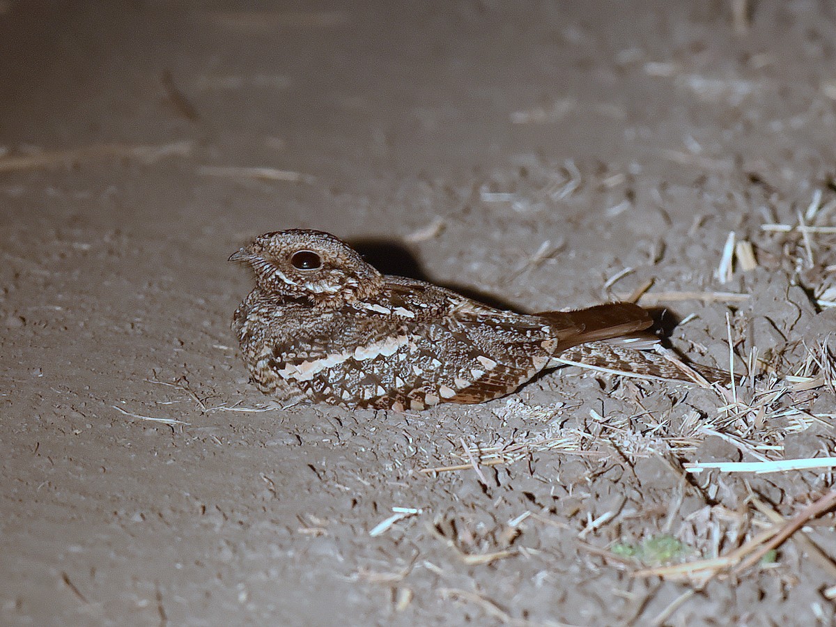 Square-tailed Nightjar - ML650768131