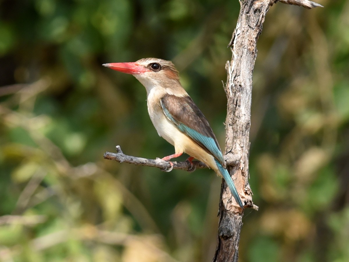Brown-hooded Kingfisher - ML650768160