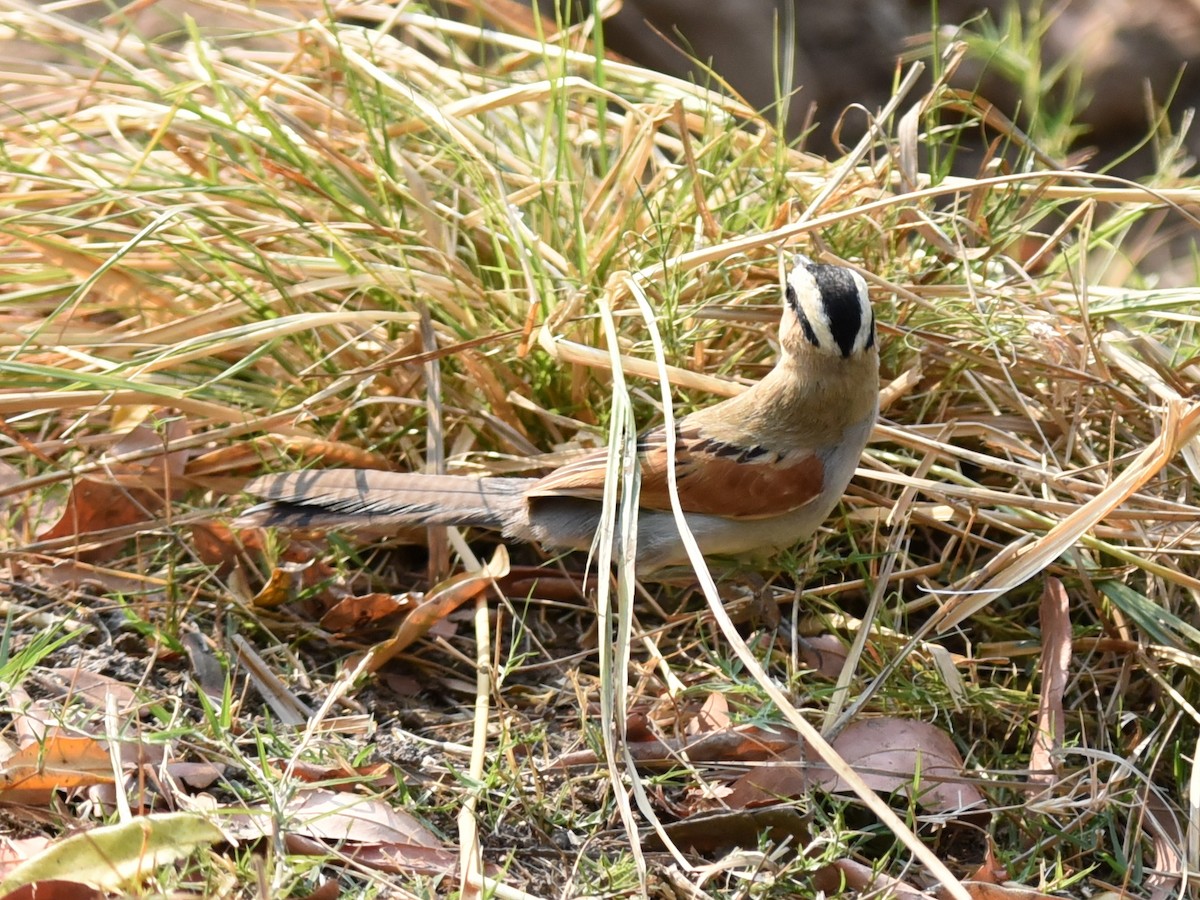 Black-crowned Tchagra - ML650768225